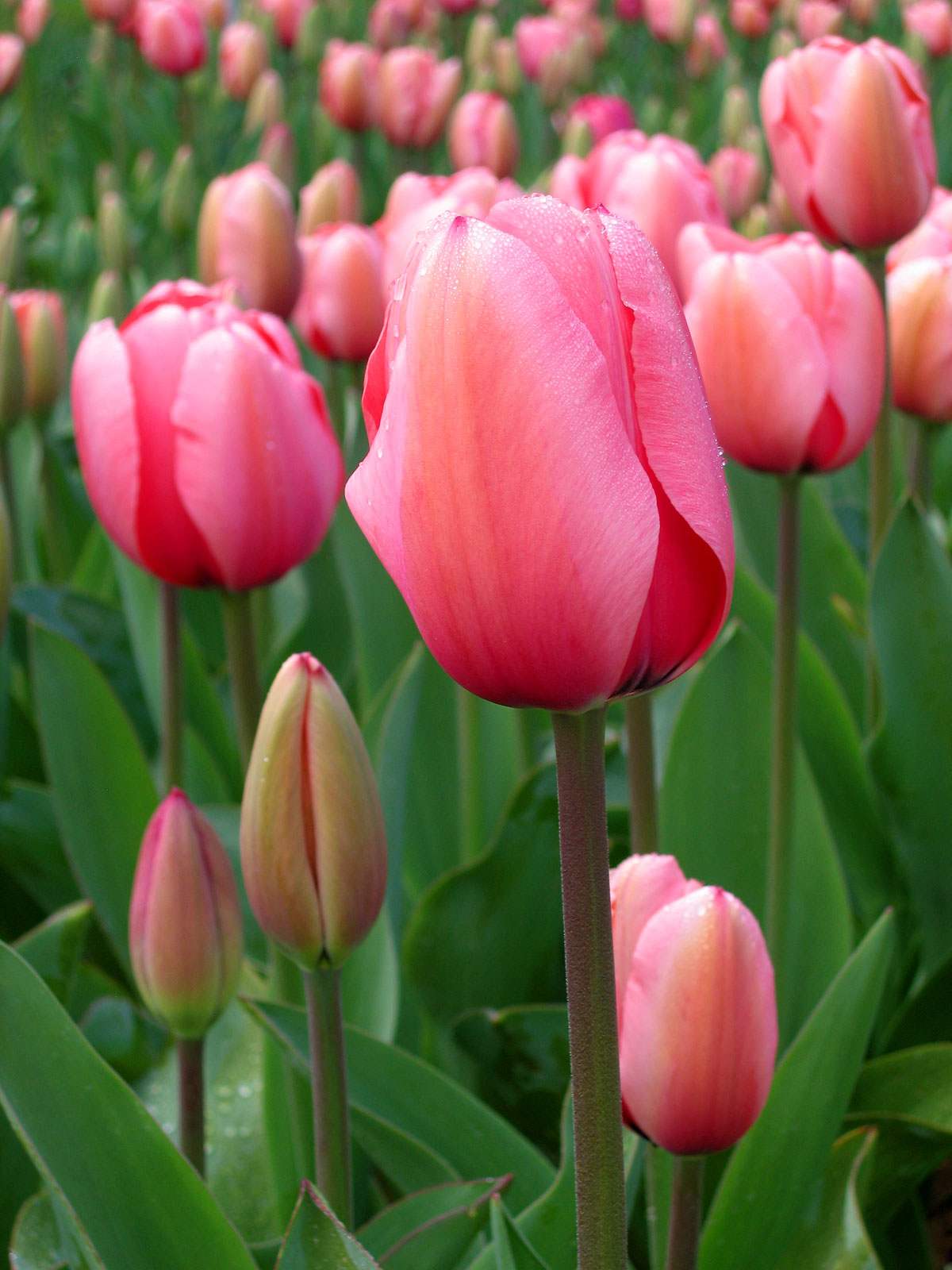 Tulip.jpg